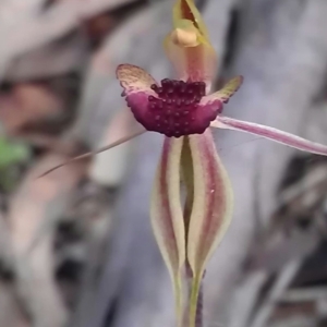 Caladenia actensis at suppressed - suppressed