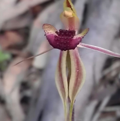 Caladenia actensis (Canberra Spider Orchid) by DerekC