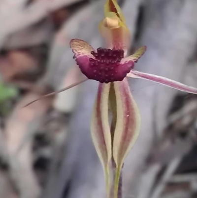 Caladenia actensis (Canberra Spider Orchid) at Mount Majura - 20 Sep 2016 by DerekC