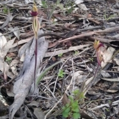 Caladenia actensis at suppressed - 20 Sep 2016