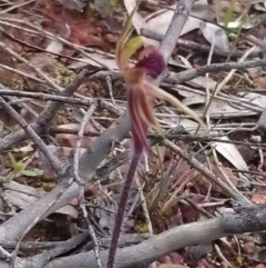 Caladenia actensis at suppressed - 20 Sep 2016