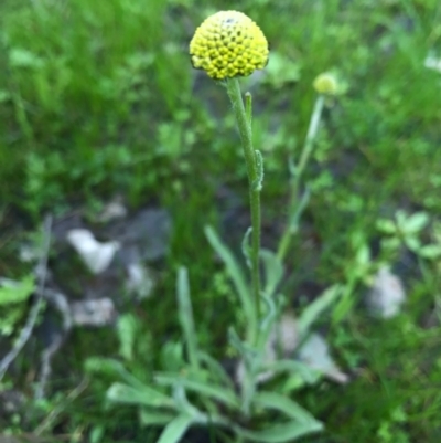 Craspedia variabilis (Common Billy Buttons) at Mount Majura - 20 Sep 2016 by AaronClausen