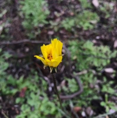 Microseris walteri (Yam Daisy, Murnong) at Majura, ACT - 20 Sep 2016 by AaronClausen