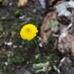 Craspedia sp. (Billy Buttons) at Mount Majura - 20 Sep 2016 by AaronClausen