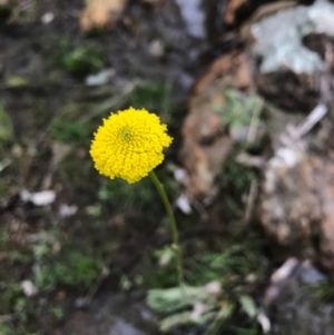 Craspedia sp. at Majura, ACT - suppressed