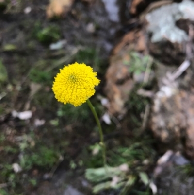 Craspedia sp. (Billy Buttons) at Mount Majura - 20 Sep 2016 by AaronClausen