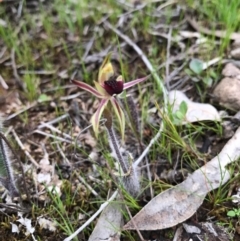 Caladenia actensis (Canberra Spider Orchid) by AaronClausen