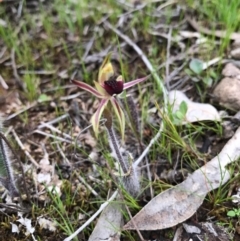 Caladenia actensis (Canberra Spider Orchid) at Majura, ACT by AaronClausen