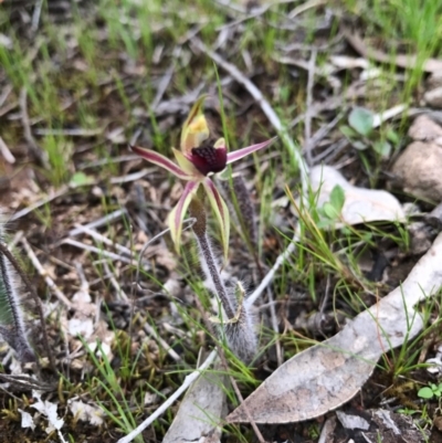 Caladenia actensis (Canberra Spider Orchid) at Majura, ACT - 20 Sep 2016 by AaronClausen