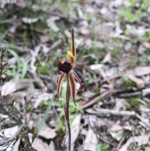 Caladenia actensis at suppressed - 20 Sep 2016