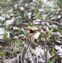 Caladenia actensis at suppressed - 20 Sep 2016