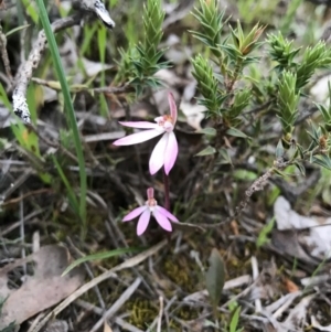 Caladenia fuscata at Majura, ACT - 20 Sep 2016