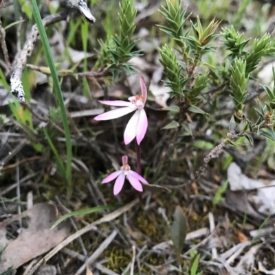 Caladenia fuscata (Dusky Fingers) at Mount Majura - 20 Sep 2016 by AaronClausen