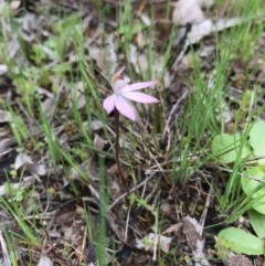 Caladenia fuscata (Dusky Fingers) at Majura, ACT - 20 Sep 2016 by AaronClausen