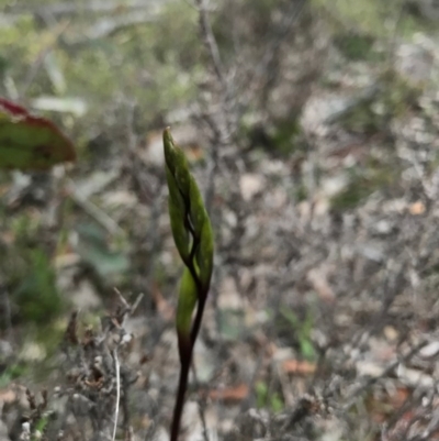 Diuris pardina (Leopard Doubletail) at Mount Majura - 20 Sep 2016 by AaronClausen