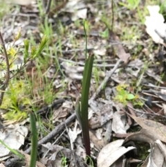 Thelymitra sp. (A Sun Orchid) at Mount Majura - 20 Sep 2016 by AaronClausen