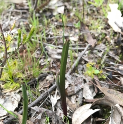 Thelymitra sp. (A Sun Orchid) at Mount Majura - 20 Sep 2016 by AaronClausen