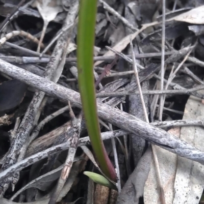 Calochilus sp. at Mount Majura - 19 Sep 2016 by DerekC