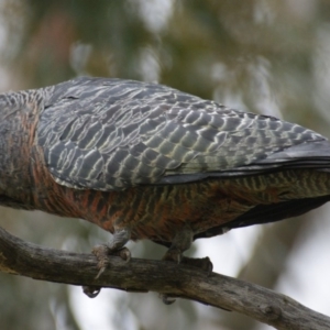 Callocephalon fimbriatum at Garran, ACT - 19 Sep 2016