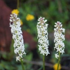 Stackhousia monogyna (Creamy Candles) at Deakin, ACT - 19 Sep 2016 by roymcd