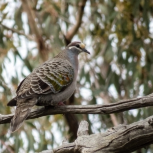 Phaps chalcoptera at Gungahlin, ACT - 20 Sep 2016