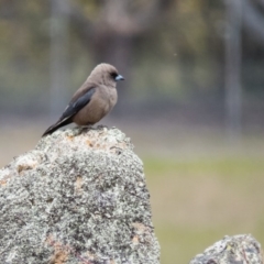 Artamus cyanopterus (Dusky Woodswallow) at Gungahlin, ACT - 20 Sep 2016 by CedricBear