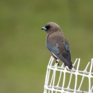 Artamus cyanopterus at Gungahlin, ACT - 20 Sep 2016