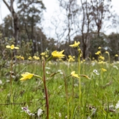 Diuris chryseopsis (Golden Moth) at Sutton, NSW - 20 Sep 2016 by CedricBear