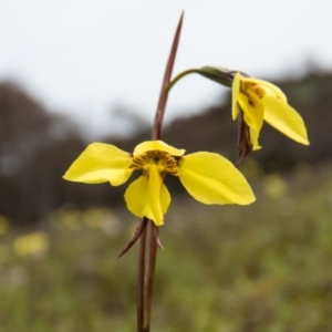 Diuris chryseopsis at Sutton, NSW - 20 Sep 2016