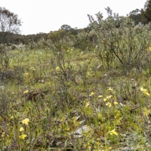 Diuris chryseopsis at Sutton, NSW - 20 Sep 2016