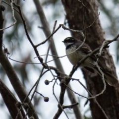 Rhipidura albiscapa (Grey Fantail) at Sutton, NSW - 20 Sep 2016 by CedricBear