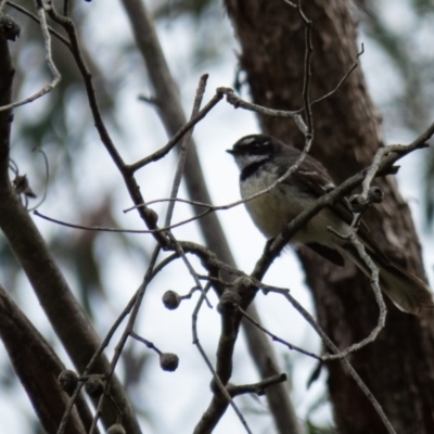 Rhipidura albiscapa (Grey Fantail) at Sutton, NSW - 20 Sep 2016 by CedricBear