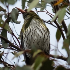 Oriolus sagittatus (Olive-backed Oriole) at Mulligans Flat - 20 Sep 2016 by CedricBear