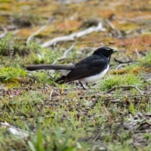 Rhipidura leucophrys at Gungahlin, ACT - 20 Sep 2016