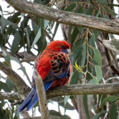 Platycercus elegans (Crimson Rosella) at Mulligans Flat - 20 Sep 2016 by CedricBear