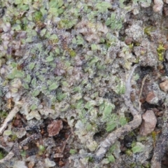 Riccia subbifurca (Liverwort) at Isaacs, ACT - 20 Sep 2016 by Mike