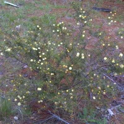 Acacia ulicifolia (Prickly Moses) at Isaacs Ridge and Nearby - 20 Sep 2016 by Mike