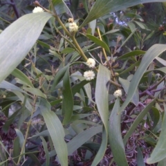 Acacia melanoxylon (Blackwood) at Isaacs, ACT - 20 Sep 2016 by Mike