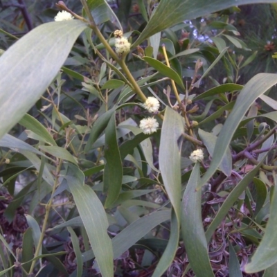 Acacia melanoxylon (Blackwood) at Isaacs Ridge and Nearby - 20 Sep 2016 by Mike