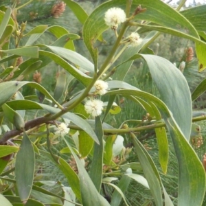 Acacia melanoxylon at Isaacs, ACT - 20 Sep 2016