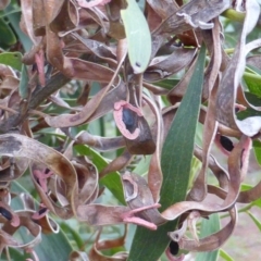 Acacia melanoxylon at Isaacs, ACT - 20 Sep 2016