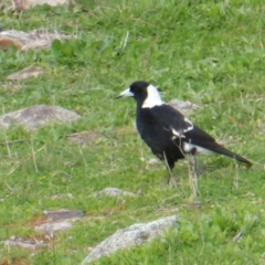 Gymnorhina tibicen (Australian Magpie) at Isaacs Ridge and Nearby - 20 Sep 2016 by Mike