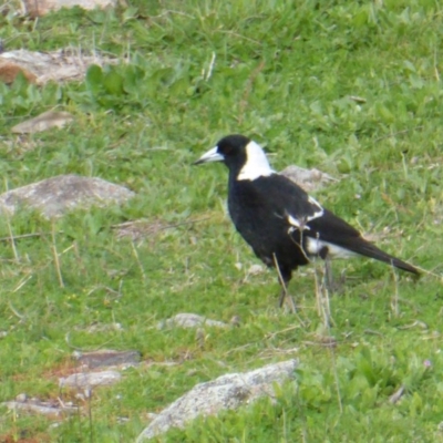 Gymnorhina tibicen (Australian Magpie) at Isaacs, ACT - 20 Sep 2016 by Mike