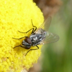 Musca vetustissima (Bush Fly) at Wanniassa Hill - 27 Oct 2013 by Mike