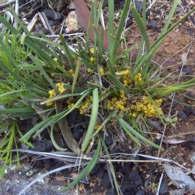 Lomandra bracteata (Small Matrush) at Isaacs, ACT - 20 Sep 2016 by Mike