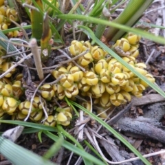 Lomandra bracteata at Isaacs, ACT - 20 Sep 2016 05:28 PM