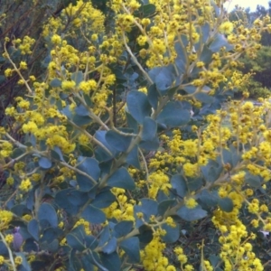 Acacia cultriformis at Isaacs, ACT - 20 Sep 2016