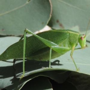 Caedicia simplex at Conder, ACT - 24 Apr 2014 01:00 PM