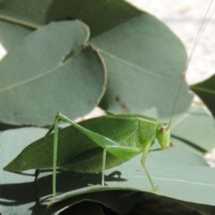 Caedicia simplex at Conder, ACT - 24 Apr 2014 01:00 PM