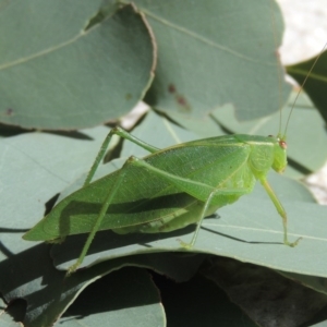 Caedicia simplex at Conder, ACT - 24 Apr 2014 01:00 PM